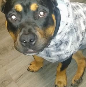 Meet your Posher, Reginald